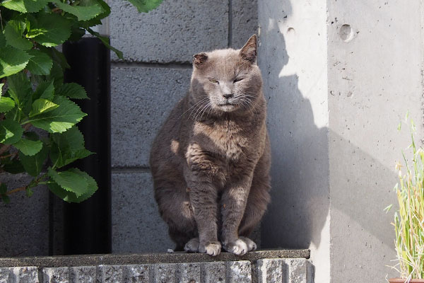 ロシグレ　能面顔