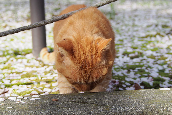 すぐ食べる　傷確認