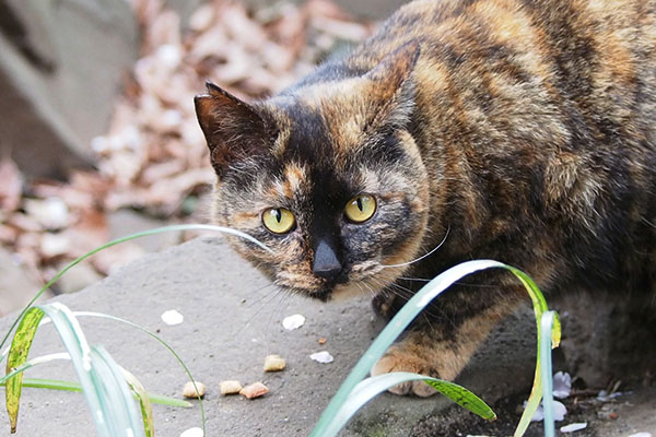 食べている途中でちょいちょい見るラコ