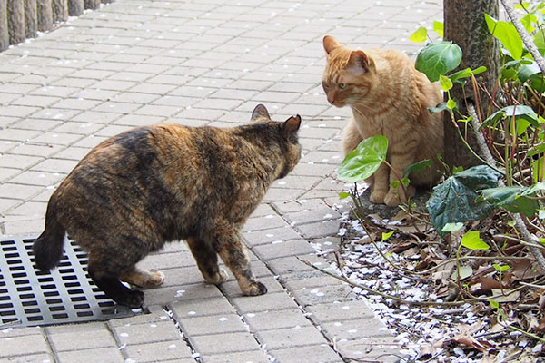 ラコがアンの近くへ