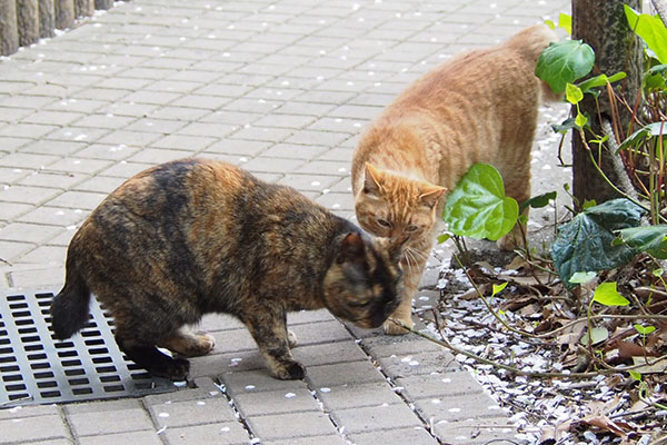 しつこく匂いを嗅がれるラコ