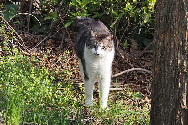 タンタル　立て伸び