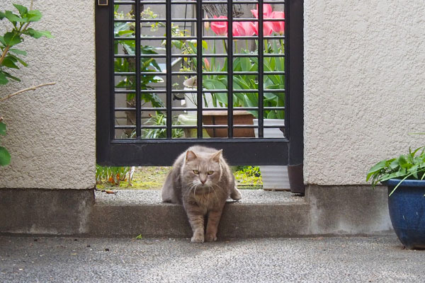 つっかえてないかグリ