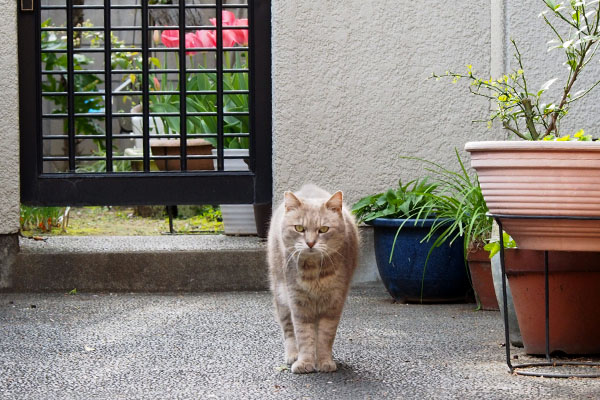 ここに座るよ　グリ