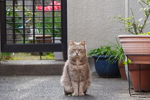 ピシッと座ったグリ