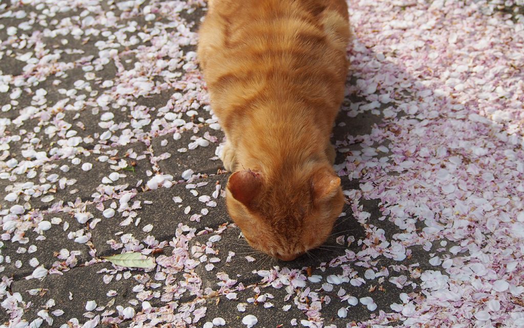 Colre in the cherry blossom petals