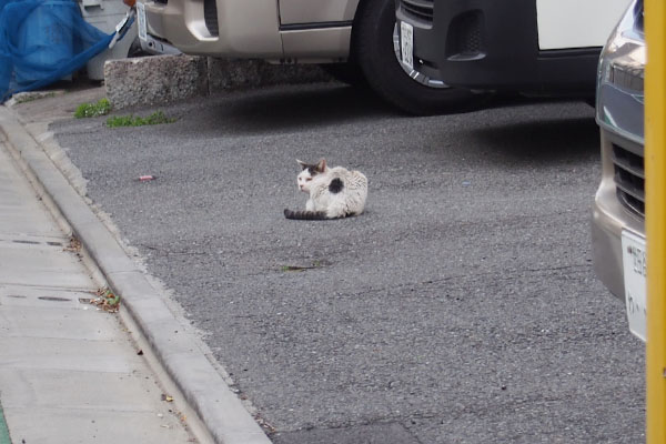 横を向くテン　遠