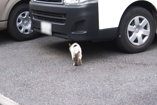 車の下へ移動するテン