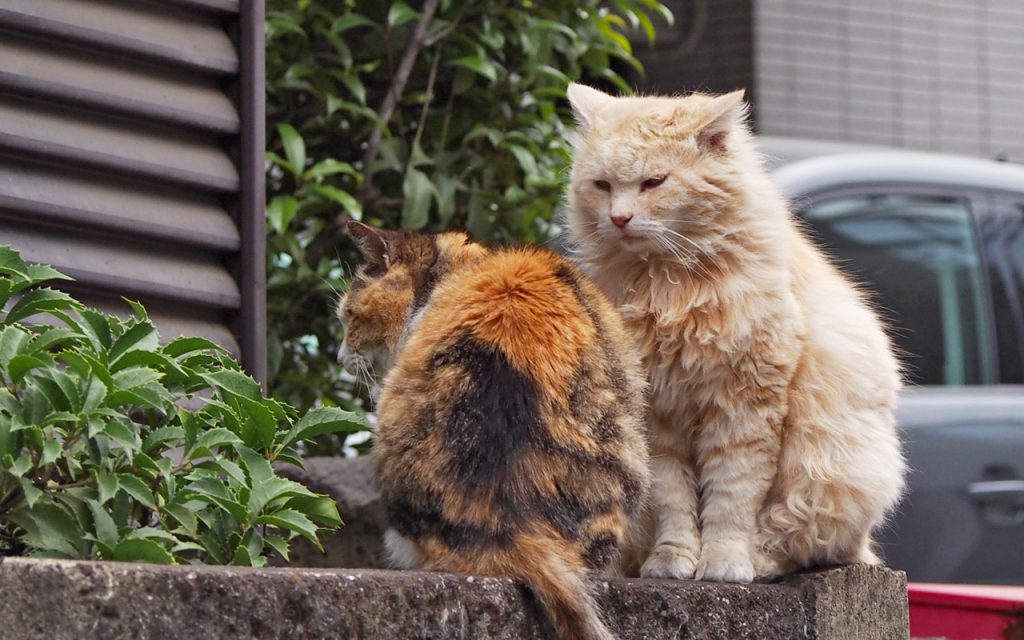 大好きな三毛猫さんを前にドキドキな長毛男子