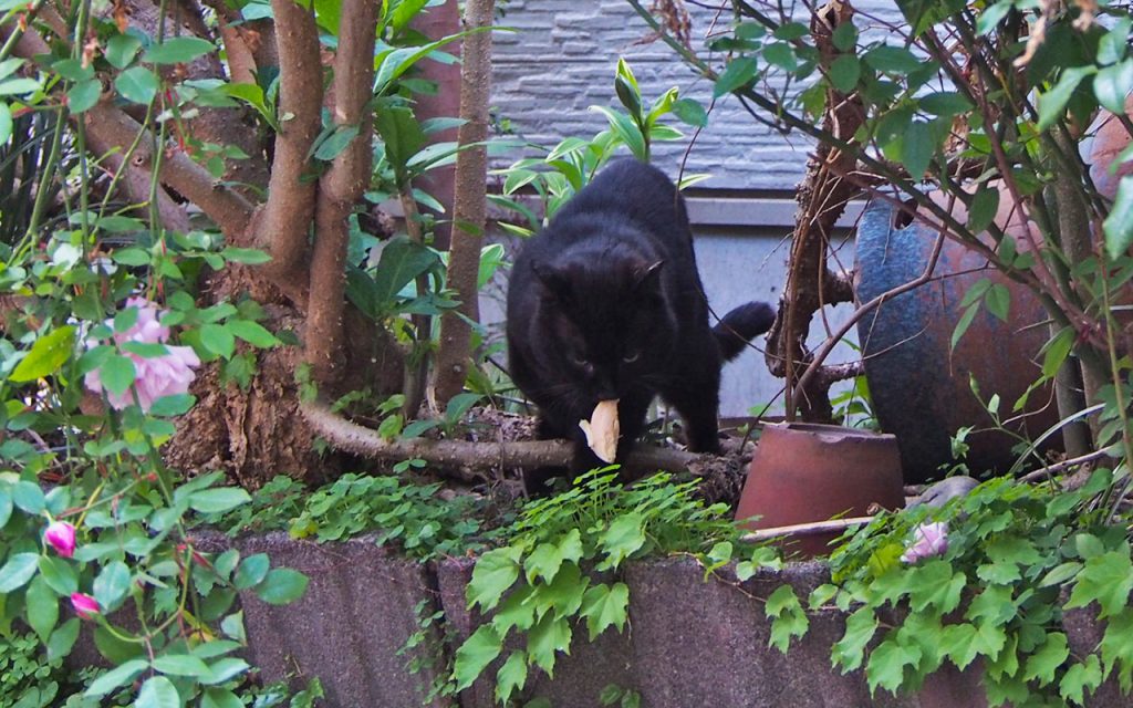 ティア　学園横でささみ咥えて