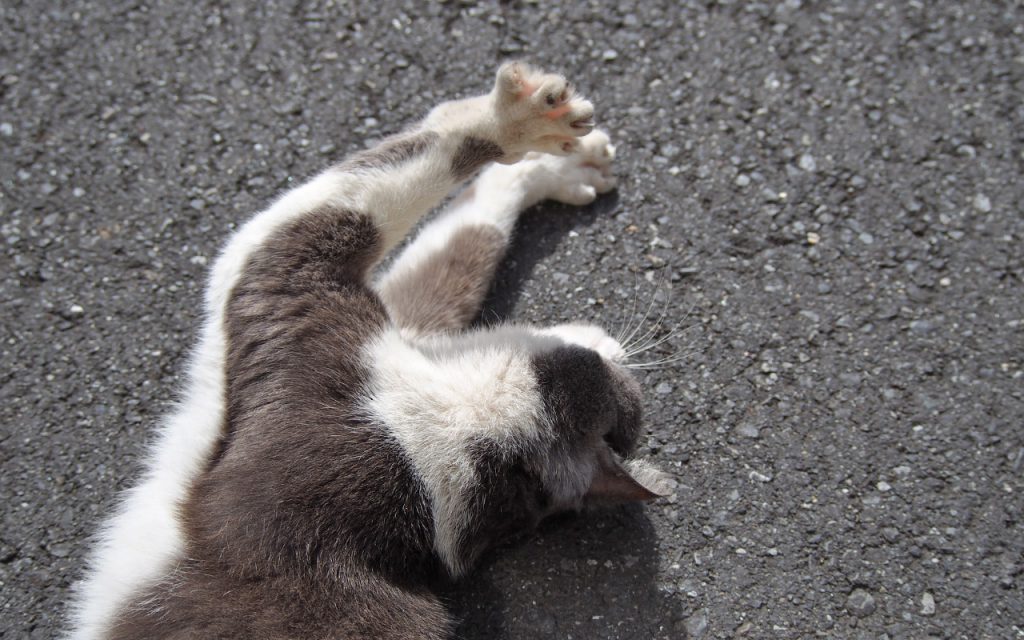 ちびにゃん　手を開く