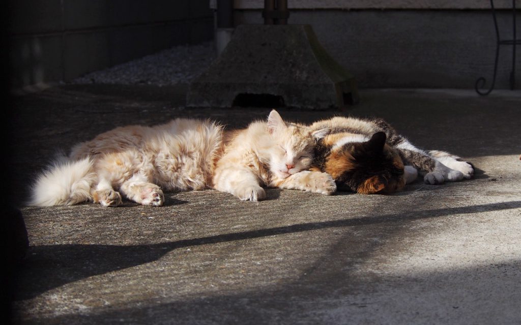 Narikoma and Otowa sleep together