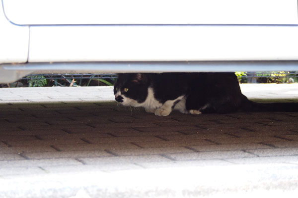 車の下に白黒猫さん