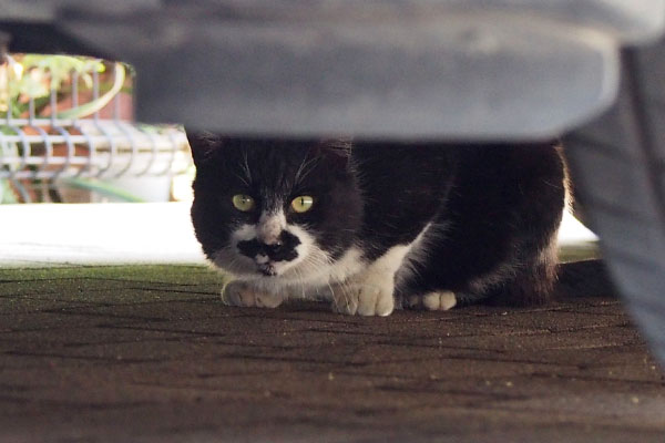 正面からお顔を　白黒猫さん