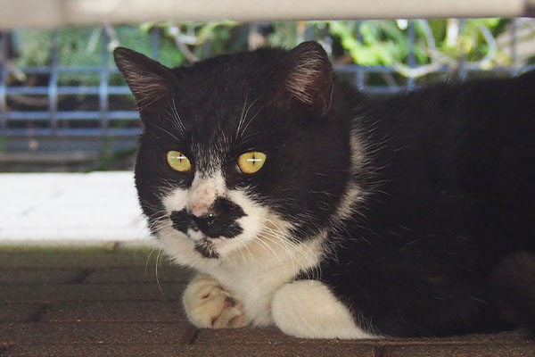 最後の一枚　白黒猫さん