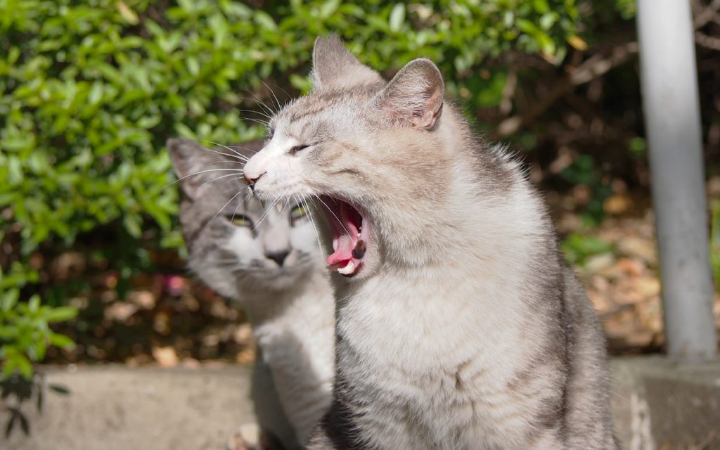 chrom and tantal yawn and watching