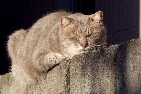 グリ　塀の上で寝ていた