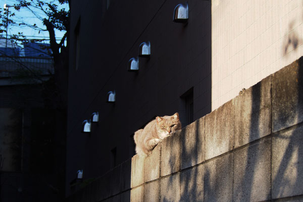 呆れるグリ　月有り