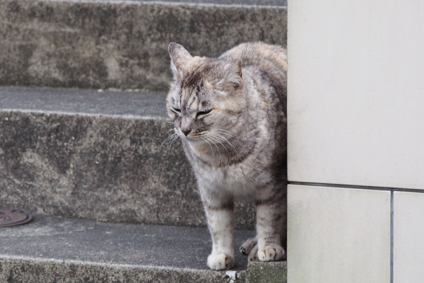 もういっちゃうのかにゃ　銀