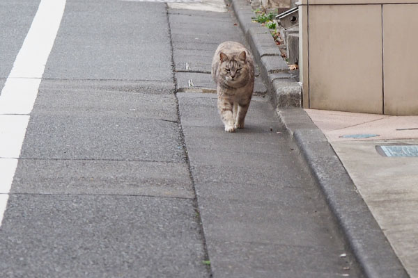 追いかけて来る銀