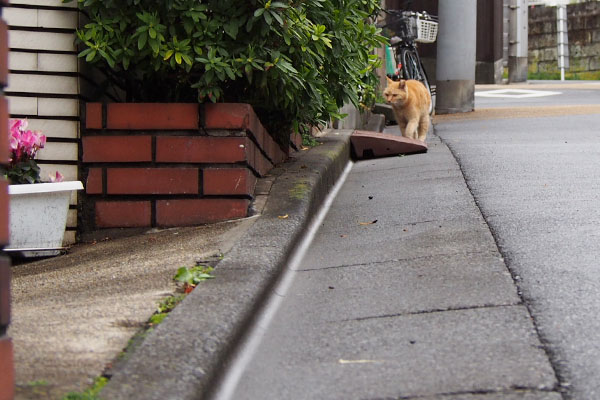 ジル　寄り道するのか