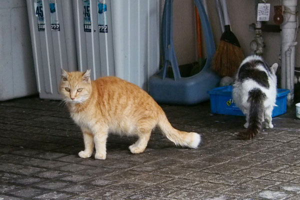 テルはまだ飲んでいるジルカメラ目線