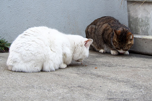 食べる２にゃん１