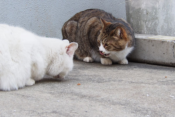 サーヤ食べ終わる