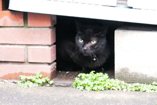 くーちゃん　目を見開く