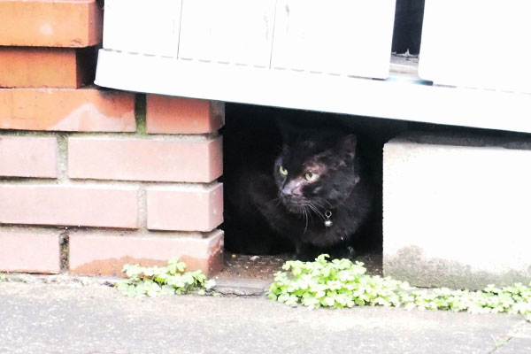 くーちゃん警戒の目