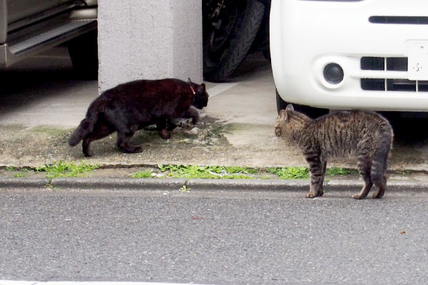 逃げるくーと追い詰めるキー坊