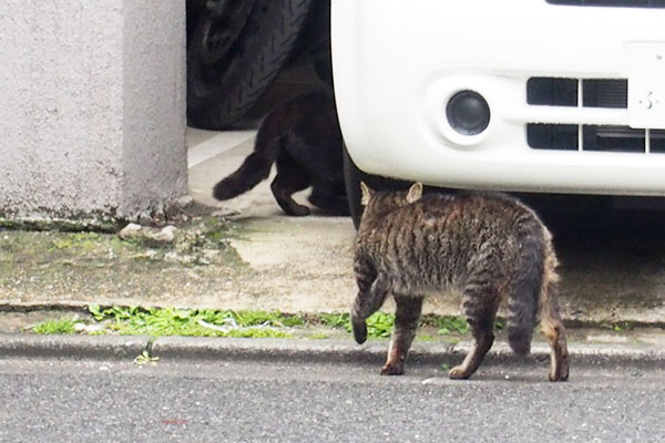 逃げるくーと追い詰めるキー坊２