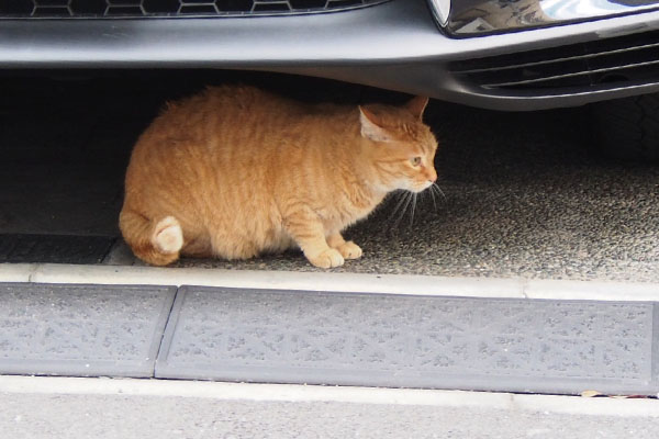 車の下に避難　ひまわり