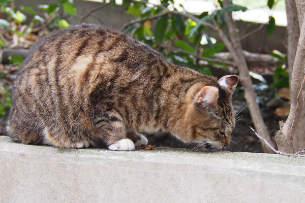 もぐもぐフォックス