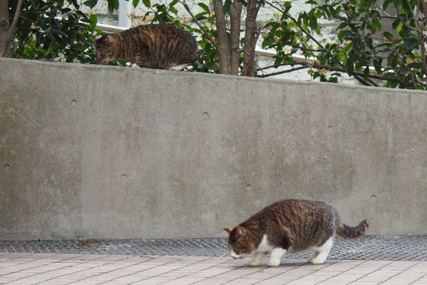 上下で食べるマリィとフォックス3