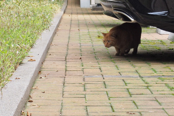 降りてきたポーにオヤツ１