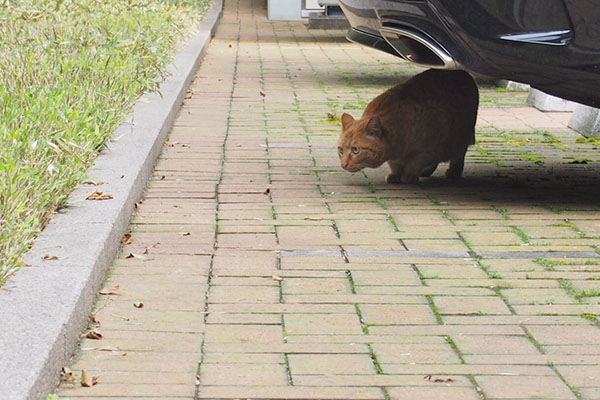 降りてきたポーにオヤツ２