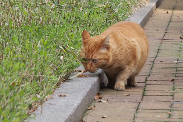 匂い確認する　ポー