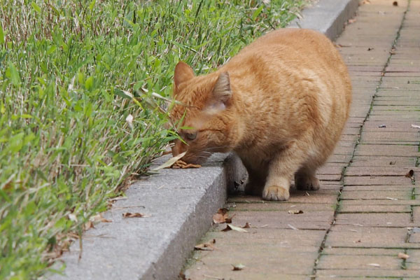 食べる　ポー