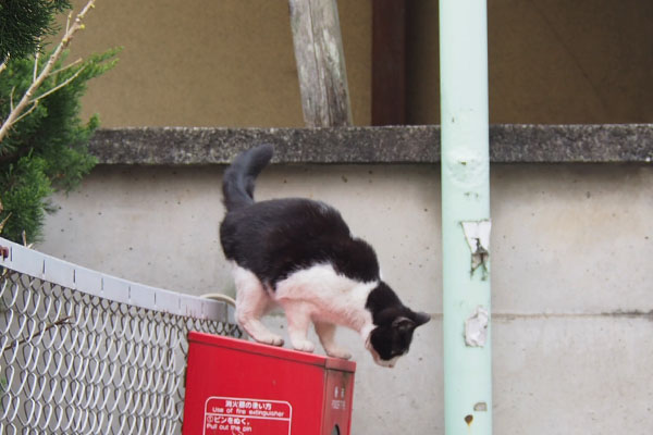 慣れていても慎重に　ニコル