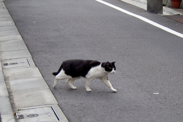 無事地面　ニコル