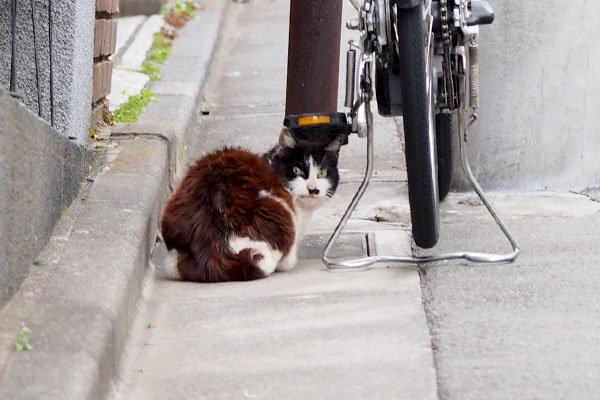 びっくり顔のカル