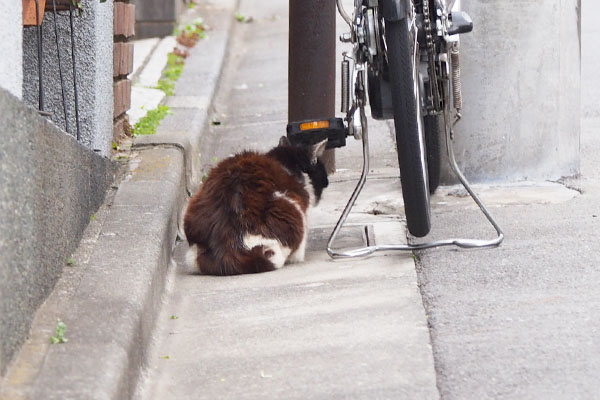 カルの背中