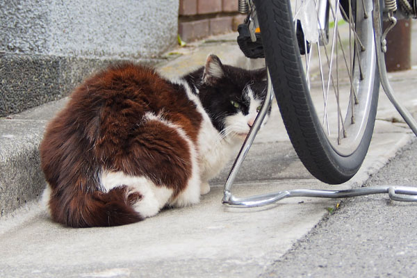 渋い顔する　カル