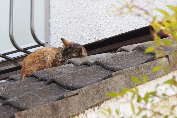 ちんまり瓦枕寝　ルル