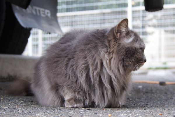 食べ終わって右側を確認　マフ