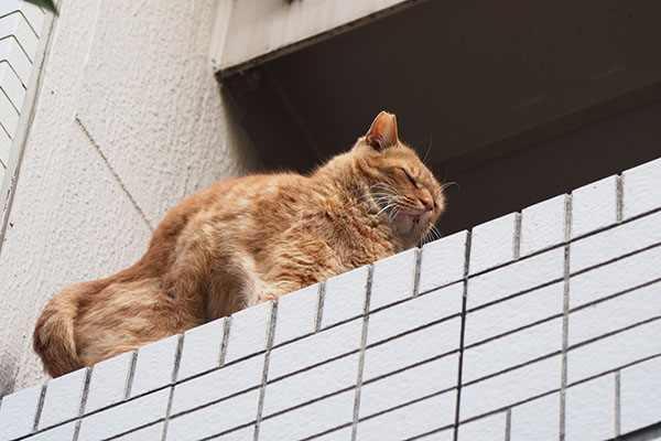 変な伸び　カブ