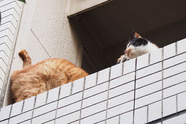 リコも居た