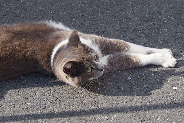 隙間の光に横たわるちびにゃん