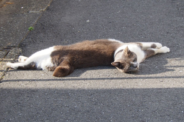 離れるのを見るちびにゃん